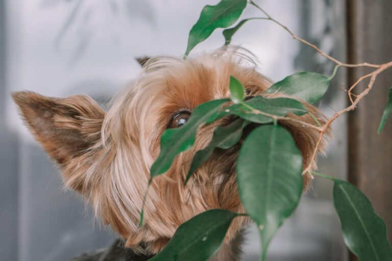 Lista de plantas tóxicas para perros