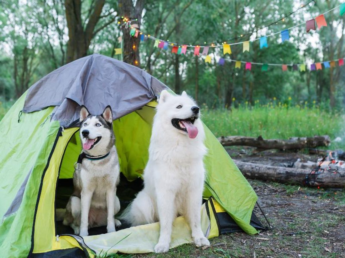 Fugaz Personalmente cámara Ir de Camping con Perros | Tiendanimal