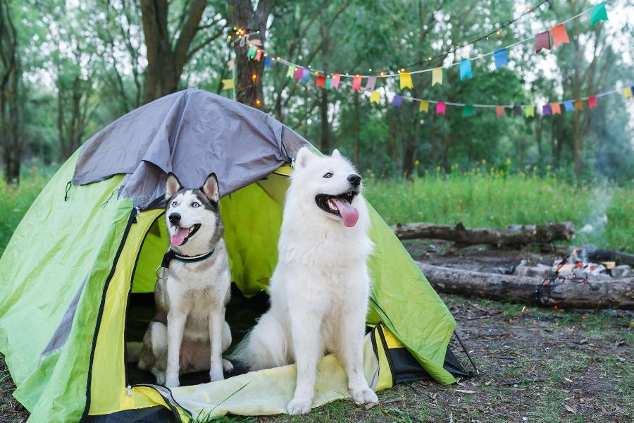 camping-perros
