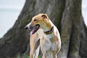 Raza galgo inglés o greyhound