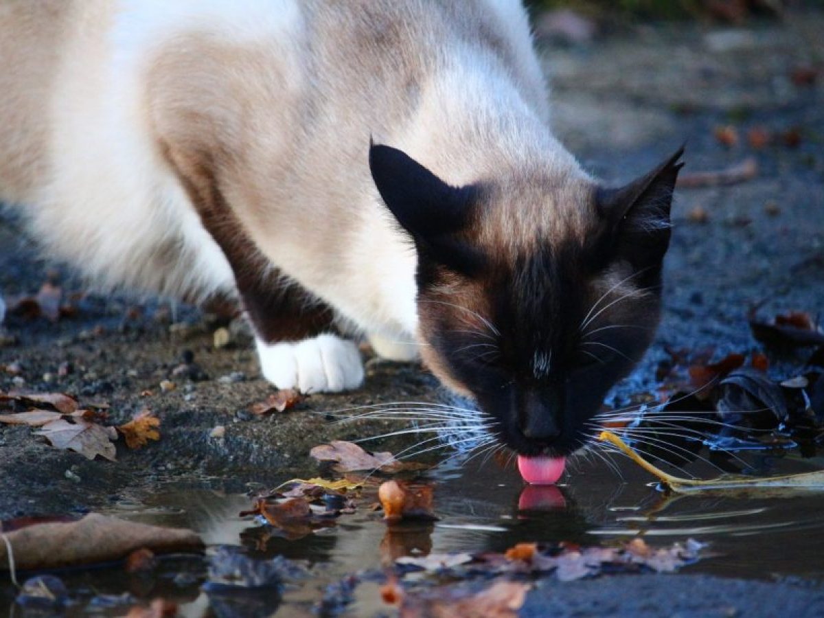 Mexico ajuste Tierras altas Cuánta agua debe beber un gato? - Tiendanimal