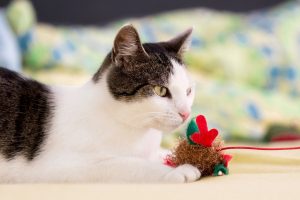 Qué es y para qué sirve el catnip en gatos