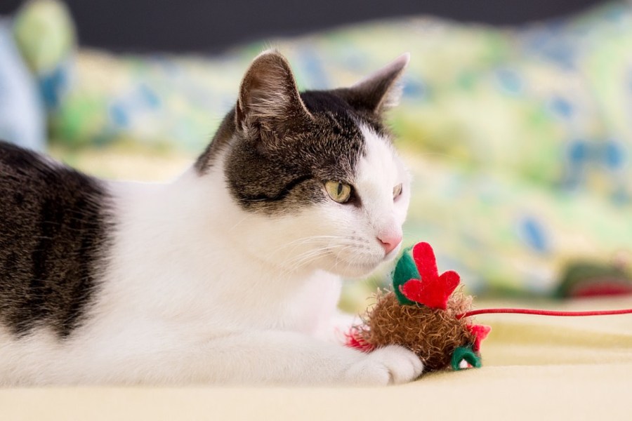 Qué es y para qué sirve el catnip en gatos