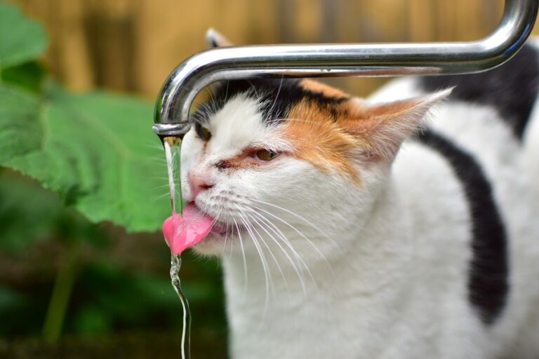 Por qué mi gato bebe mucha agua