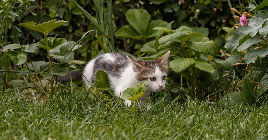 Plantas y flores no tóxicas para los gatos