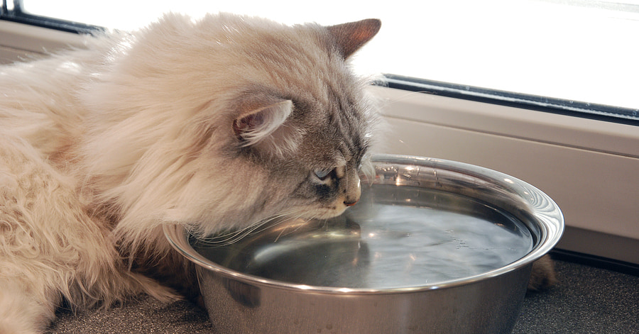 Mi gato bebe mucha agua: causas y soluciones