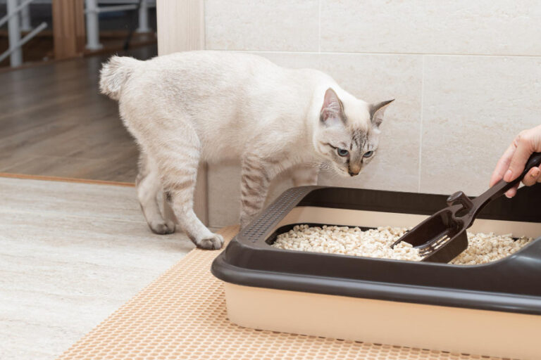 Por qué tu gato hace caca fuera del arenero