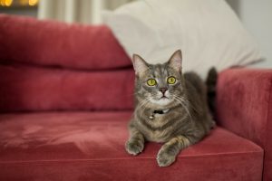 Causas de que tu gato orine en el sofá o sillón y cómo evitarlo