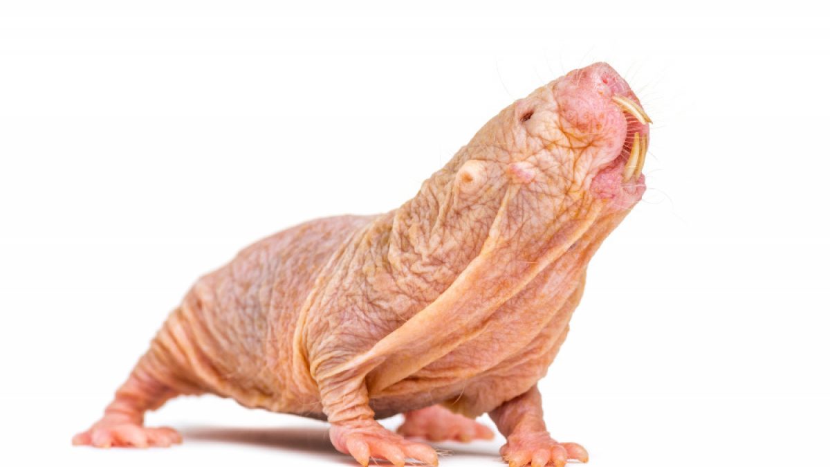 Rata Topo Calva El Roedor Que No Envejece Tiendanimal
