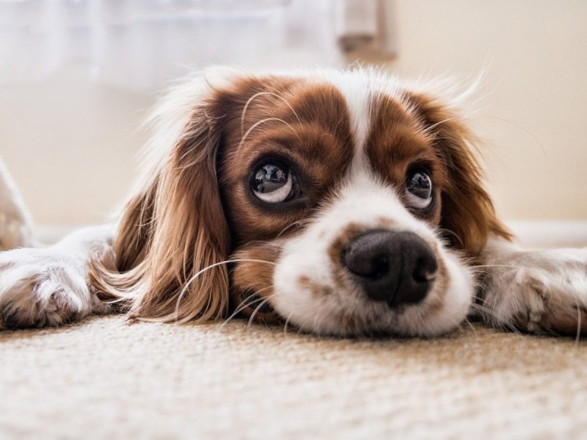 el Olor a Orina de Perro del Suelo? Tiendanimal