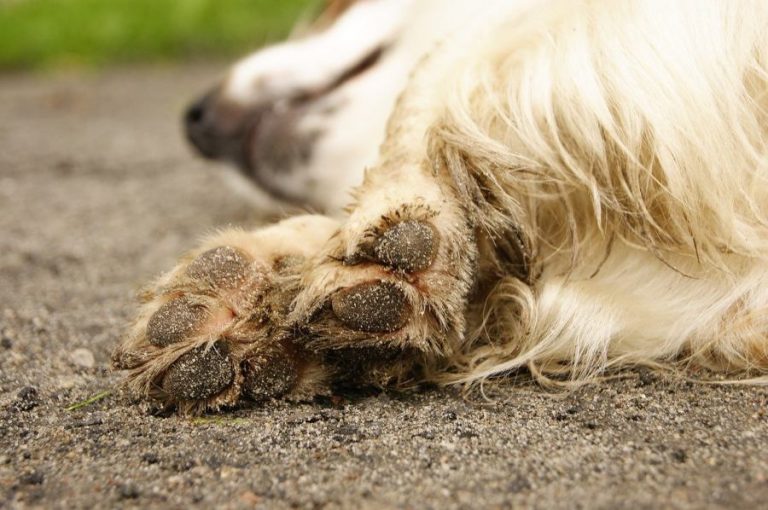 Cómo limpiar las patas de tu perro al llegar a casa después del paseo