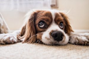 Cómo eliminar el olor a orina de perro del suelo