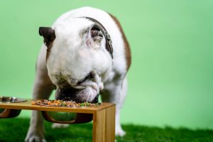 Dieta BARF para cachorros o perros adulto