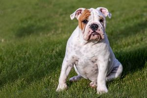 Raza de perro bulldog inglés