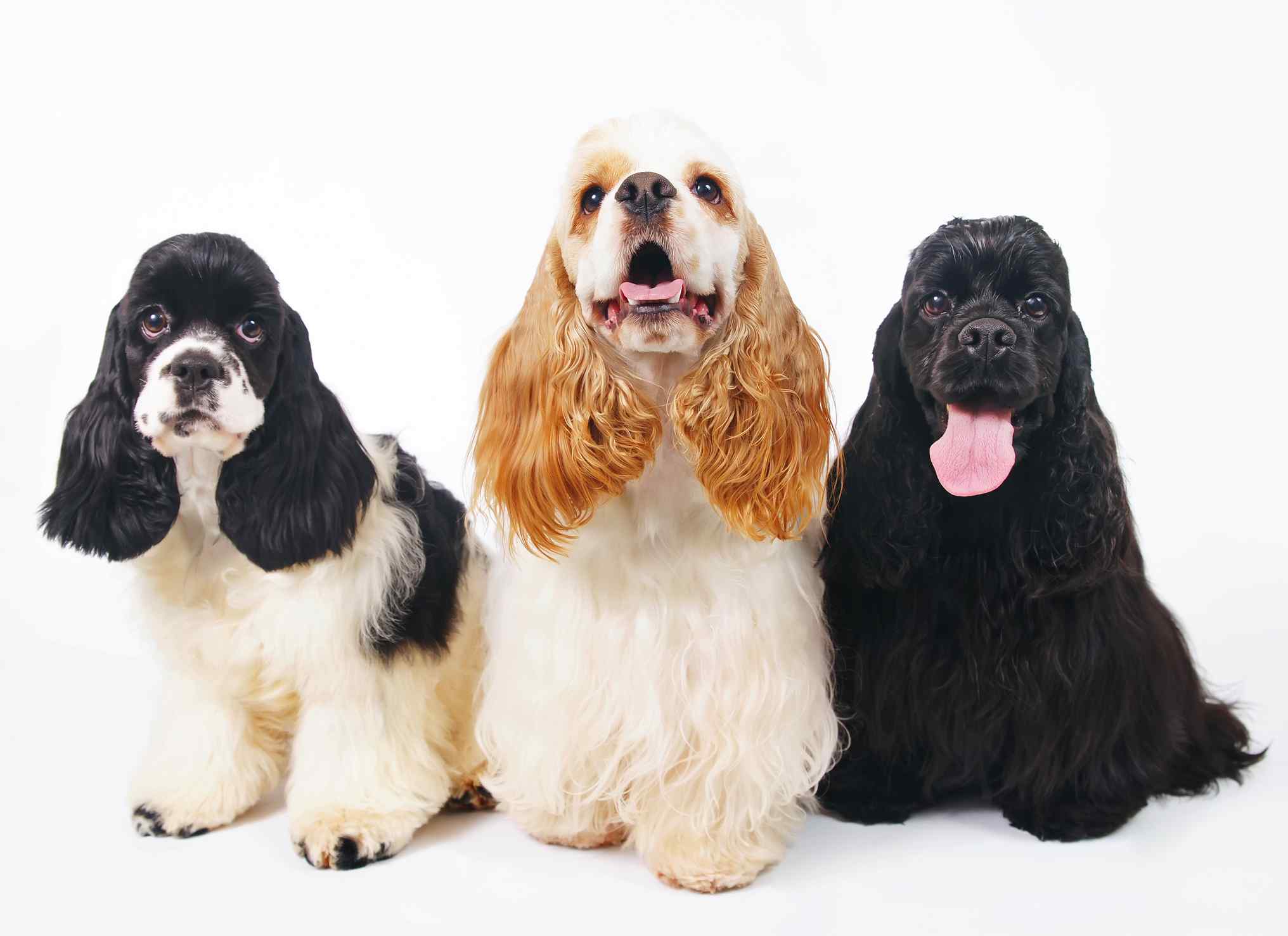 El propietario Señuelo difícil de complacer Cocker Spaniel Americano - Cuidados y Consejos | Tiendanimal