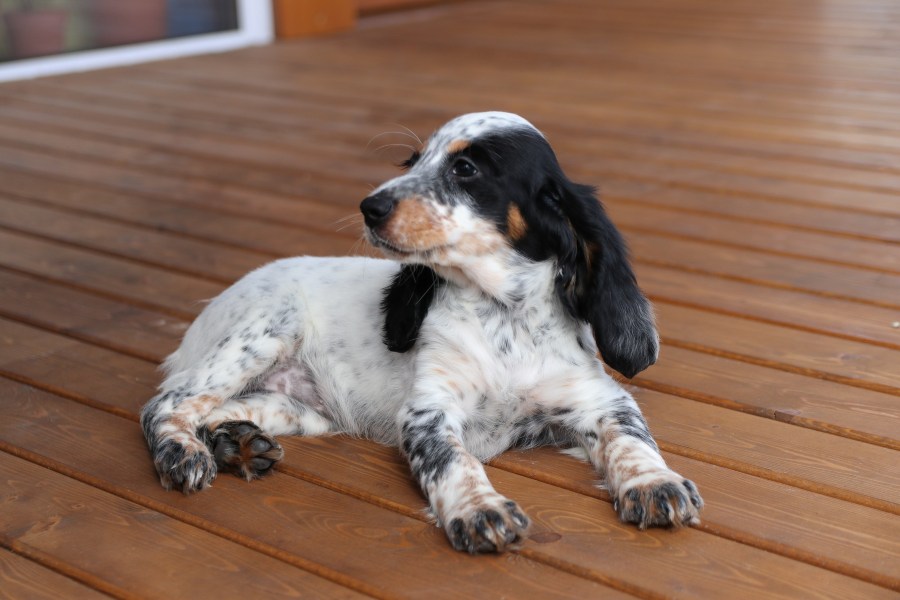 cocker spaniel inglés tumbado