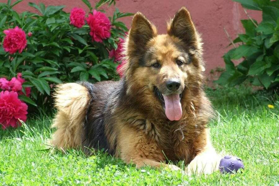 Raza de perro pastor alemán