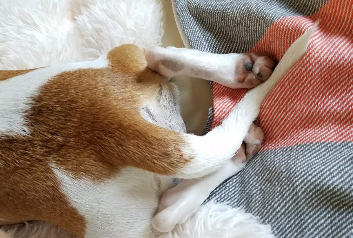 ¿Por qué mi perro rasca el suelo de casa?