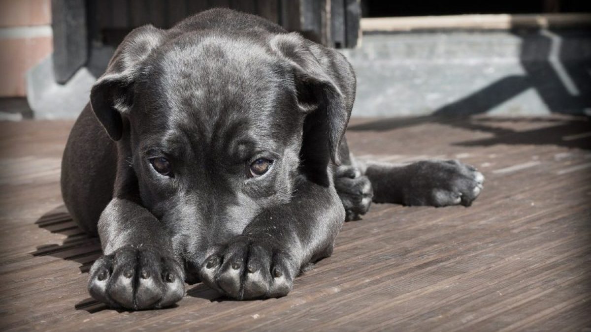Mi Perro Se Queda Parado Sin Hacer Nada