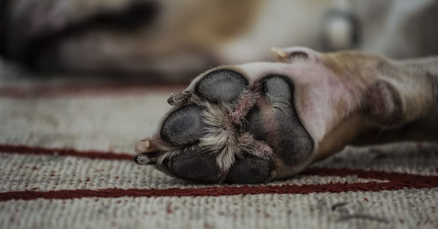 Cómo limpiar las patas de tu perro después de los paseos