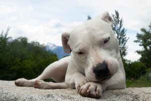 Raza de perro dogo argentino