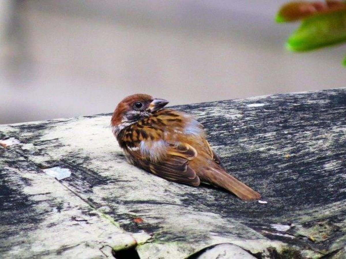 Que Hacer Con Un Pajaro Herido Tiendanimal