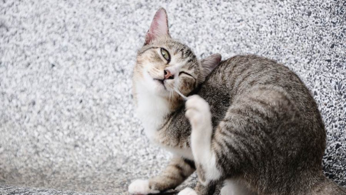 Sudamerica Adaptación corte largo Cómo Quitarle las Pulgas a un Gato? | Tiendanimal