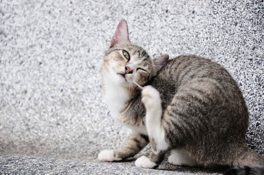 Alerta Chip monitor Cómo Quitarle las Pulgas a un Gato? | Tiendanimal