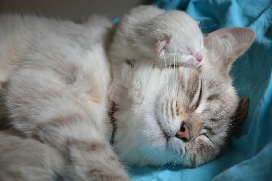 Destete de gatos a qué edad dejan de amamantar.