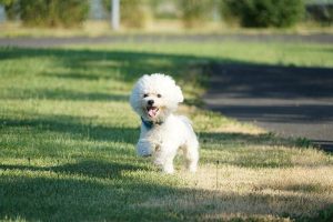 El bichón frisé, cuidados, características y carácter