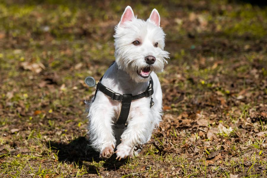 Mejor collar para perros