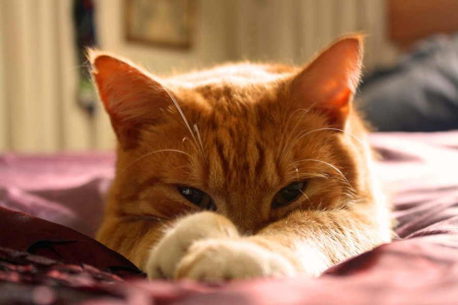 Por qué los gatos amasan