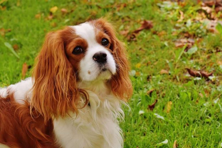 Cavalier king Charles spaniel