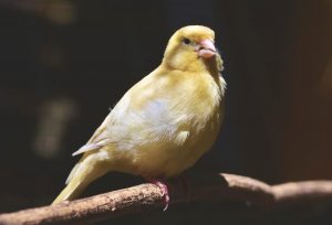 Cómo enseñar a cantar a un canario
