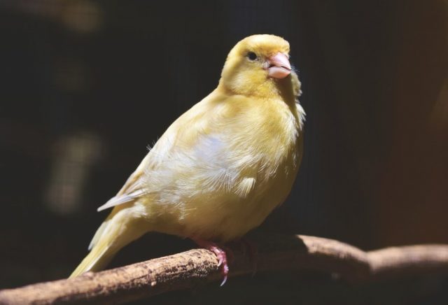 ¿Cómo Estimular el Canto de Un Canario? | Tiendanimal
