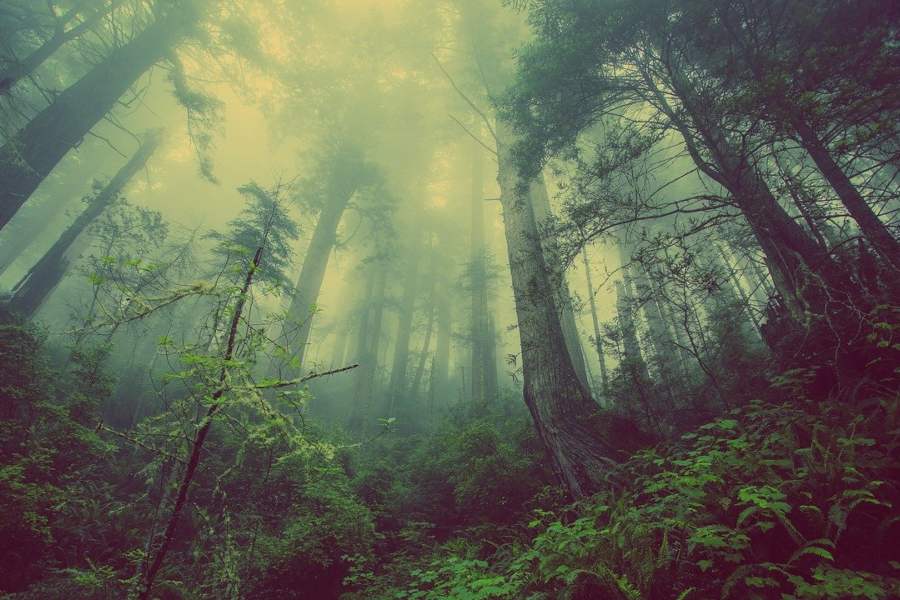 Día Internacional de los Bosques