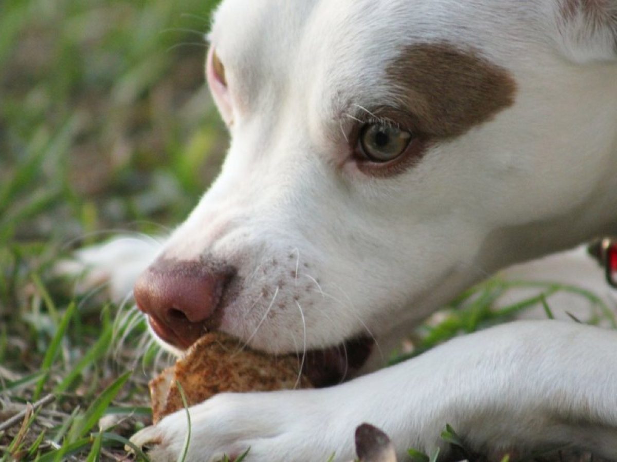 ¿Los Perros Pueden Comer Patata? Open AI Lab