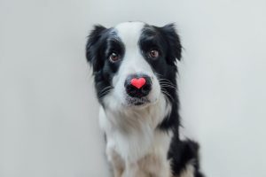 Celebra San Valentín con tu perro