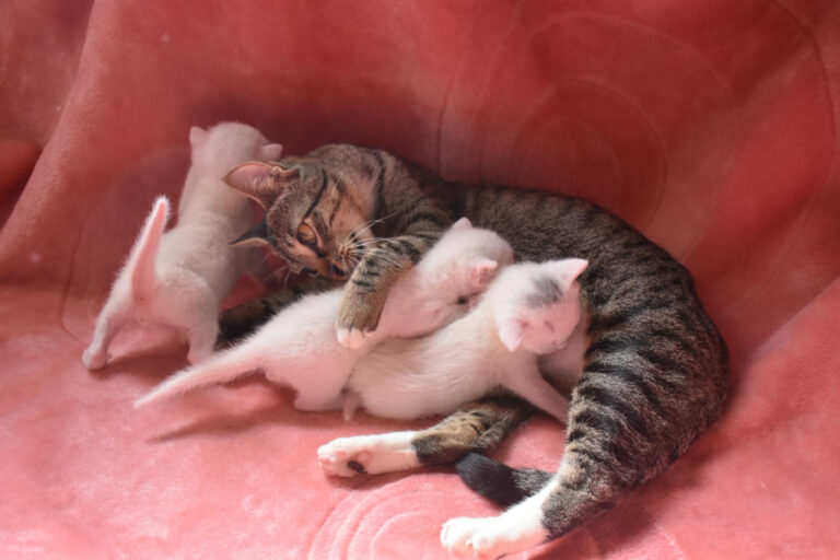 Destete en gatos: ¿a qué edad dejan de amamantar y cómo hacerlo correctamente?