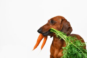 Lista de verduras que pueden comer los perros y cuáles no