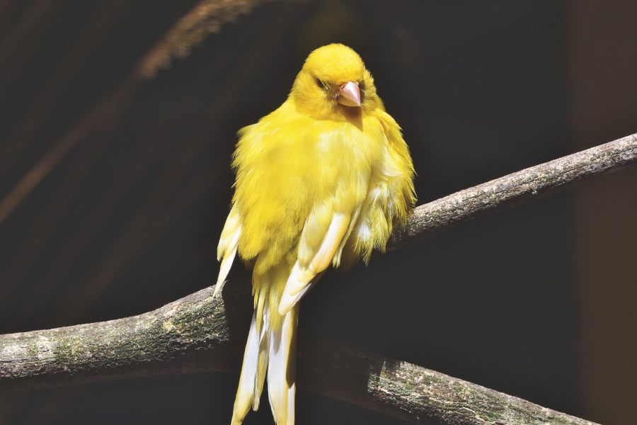 Cómo estimular el canto de un canario
