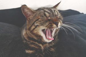 Cómo limpiar los dientes a un gato