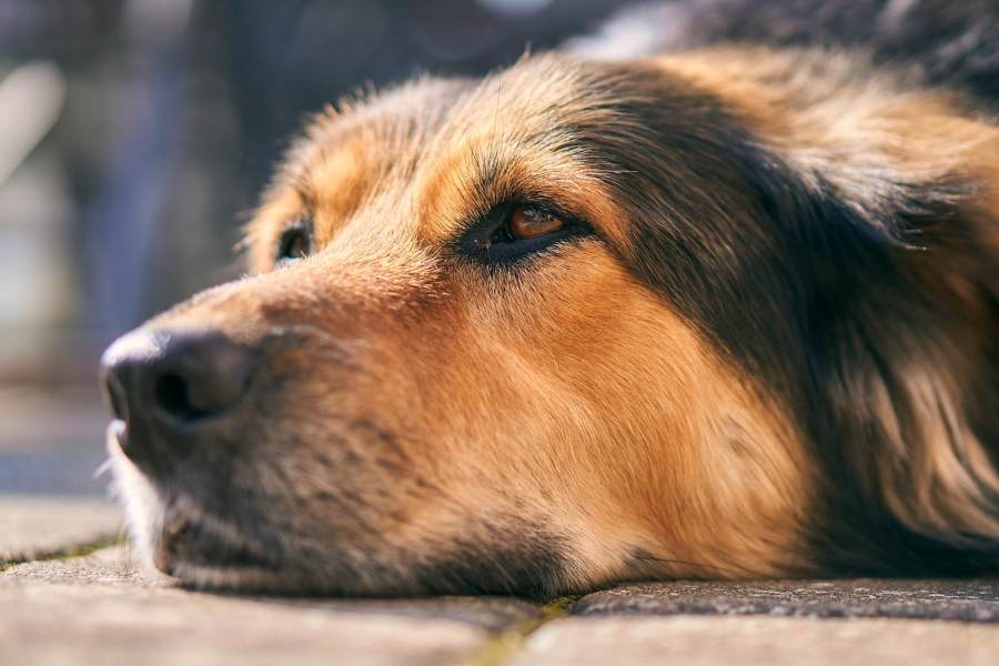 Cómo superar la muerte de un perro