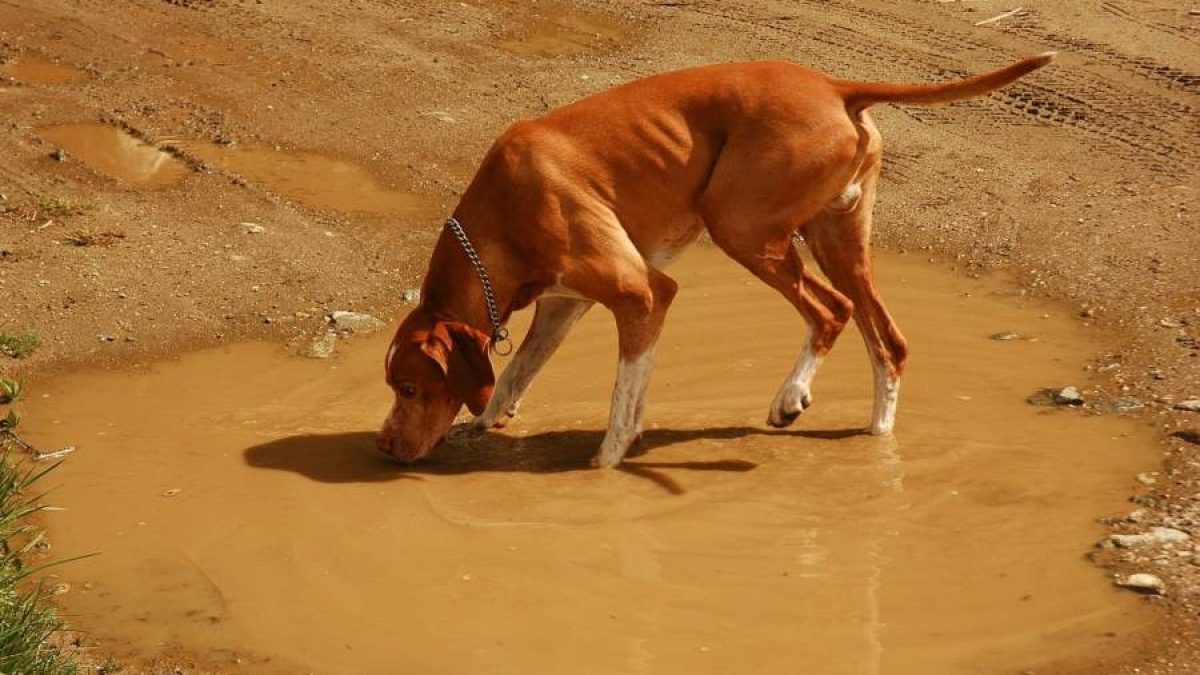 giardia sintomas perros