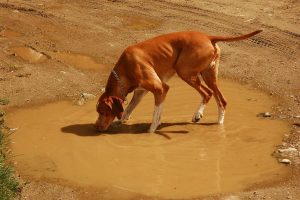 Giardia en perros: qué es, síntomas y prevención