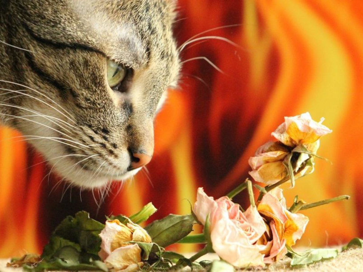 Olores que Odian Los Gatos | Tiendanimal Olores que Odian Los Gatos | Tiendanimal