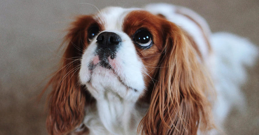 Carácter y temperamento del Cavalier King Charles spaniel