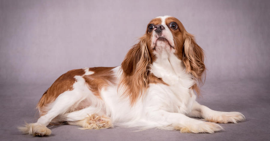 Fotos de la raza Cavalier King Charles spaniel
