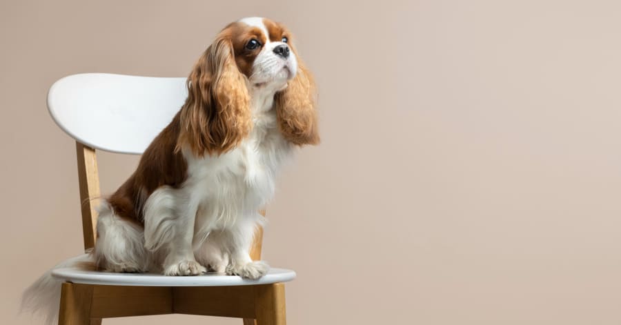 Características y cuidados del Cavalier King Charles spaniel