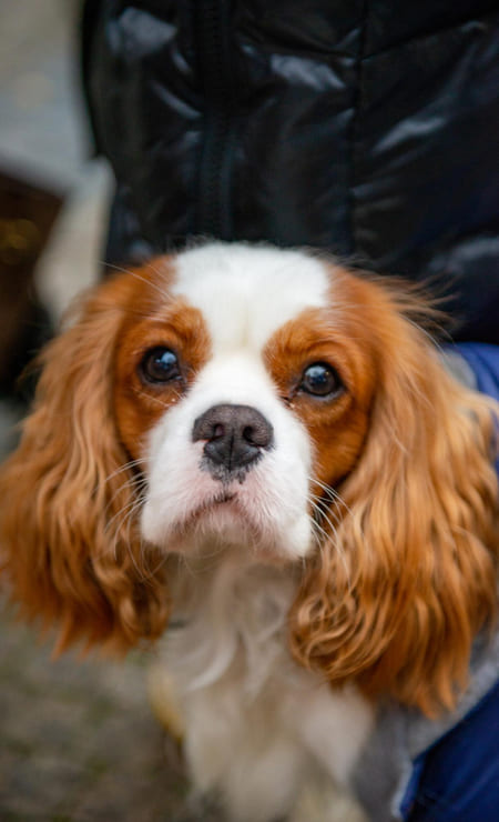 Imágenes del perro Cavalier King Charles spaniel
